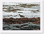pikkukuovi Whimbrel * 1530 x 1129 * (1.85MB)